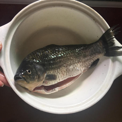 千岛湖鲫鱼1000g