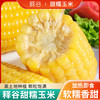 释谷 甜糯玉米 8穗/箱&10穗/箱&12穗/箱 商品缩略图0