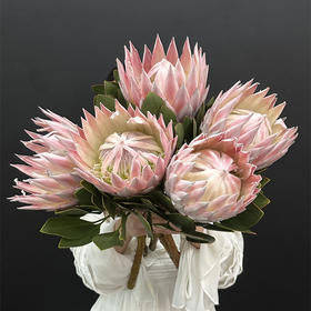 南非进口花材粉白红色帝王花1支