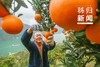 秭归橙 自然农法种植 宜昌道法自然福慧农场 商品缩略图13