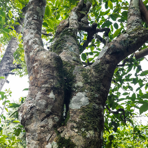 【曼松黄金砖】一杯横跨两年韵味，云南普洱茶生茶茶砖曼松王子山1200年古树2021年、2022年两年春茶250g/砖 商品图1
