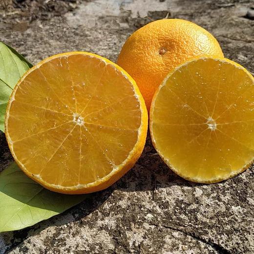 红美人 商品图0