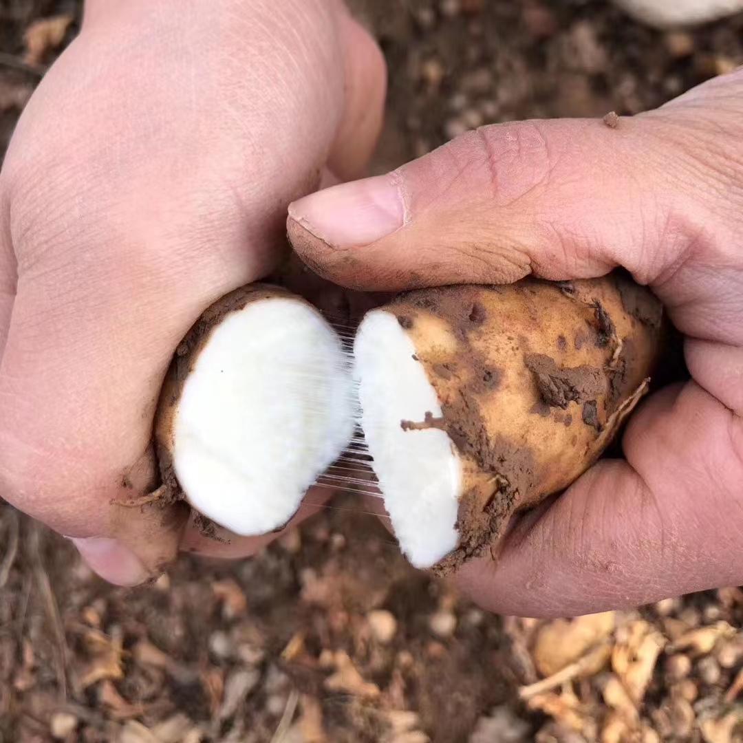 【送半斤实发5斤】温县垆土铁棍山药，粉糯好吃，发顺丰陆运