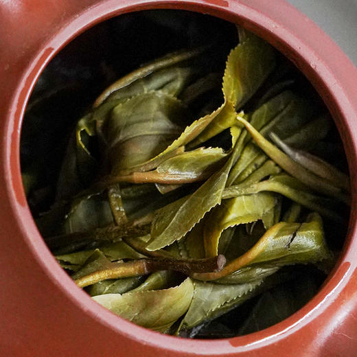 【曼松黄金砖】一杯横跨两年韵味，云南普洱茶生茶茶砖曼松王子山1200年古树2021年、2022年两年春茶250g/砖 商品图3