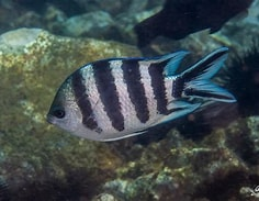 六间雀Abudefduf sexfasciatus