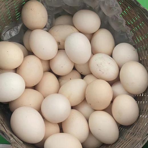 云阳土鸡蛋，梅峰土鸡蛋，一件50个，125元普通地区包邮 商品图1