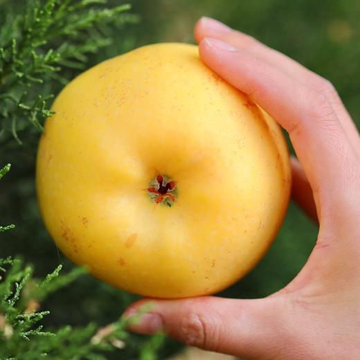 【果蔬精选】山东•黄金维纳斯苹果 日本引进品种 口味几乎纯甜 金黄诱人 香味浓郁 产自山东半岛临海丘陵山核心果区 商品图4