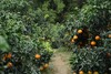 【伦晚橙热销】秭归橙 自然农法种植 宜昌道法自然福慧农场 商品缩略图8