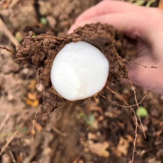 【送半斤实发5斤】温县垆土铁棍山药，粉糯好吃，发顺丰陆运 商品图1