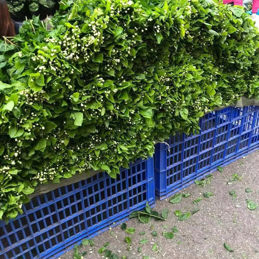 茉莉花 商品图0
