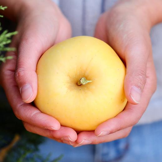 【果蔬精选】山东•黄金维纳斯苹果 日本引进品种 口味几乎纯甜 金黄诱人 香味浓郁 产自山东半岛临海丘陵山核心果区 商品图2