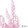永生花材 | 翠扇粉紫色 商品缩略图1