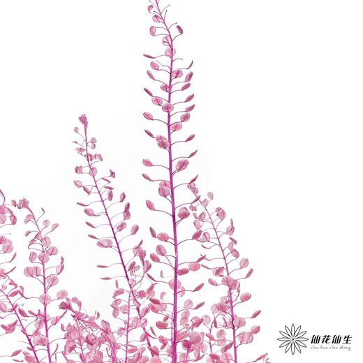 永生花材 | 翠扇粉紫色 商品图1