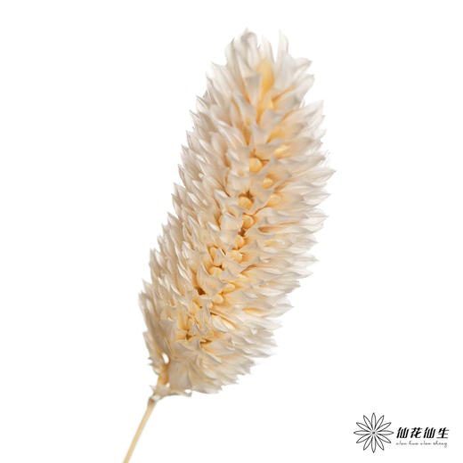 永生花材 | 小兔尾米白色 商品图1
