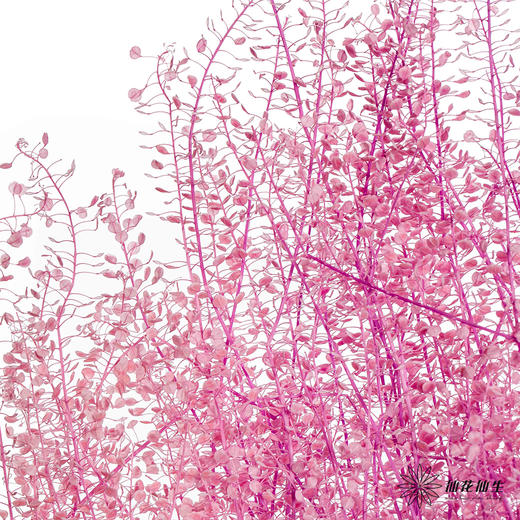永生花材 | 翠扇粉紫色 商品图2