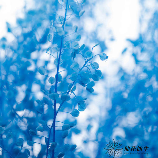 永生花材 | 翠扇宝石蓝 商品图1