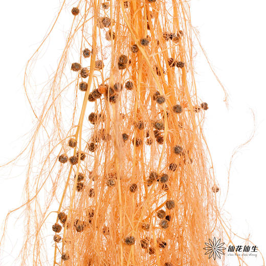 永生花材 | 龙须草橙色 商品图3