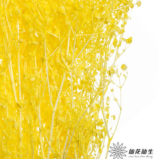 永生花材 | 翠扇柠檬黄 商品图3