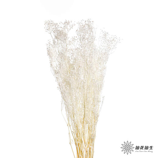 永生花材 | 翠扇白色 商品图0