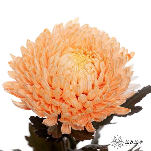 小菊 | 牡丹菊橙色【人工吸染，有色差，慎重下单】 商品图0