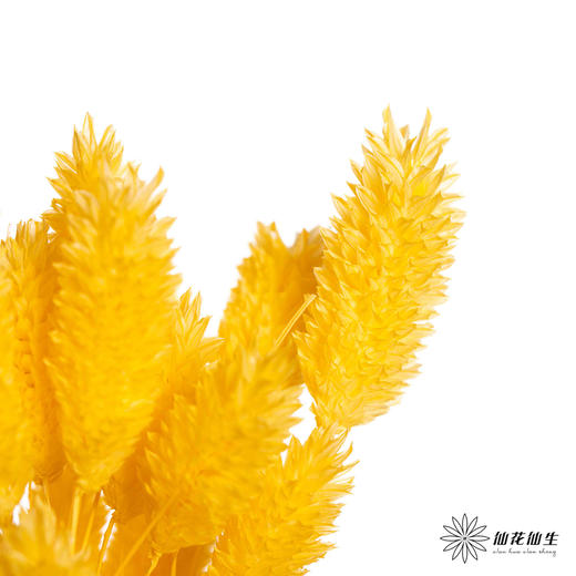 永生花材 | 小兔尾黄色 商品图3