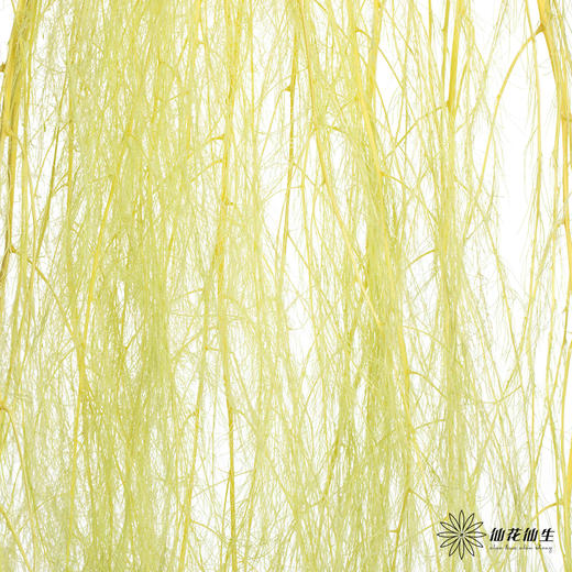 永生花材 | 龙须草青柠色 商品图1