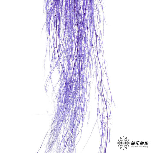 永生花材 | 龙须草紫色 商品图0