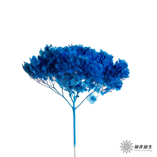 永生绣球 | 海军蓝色 商品图2