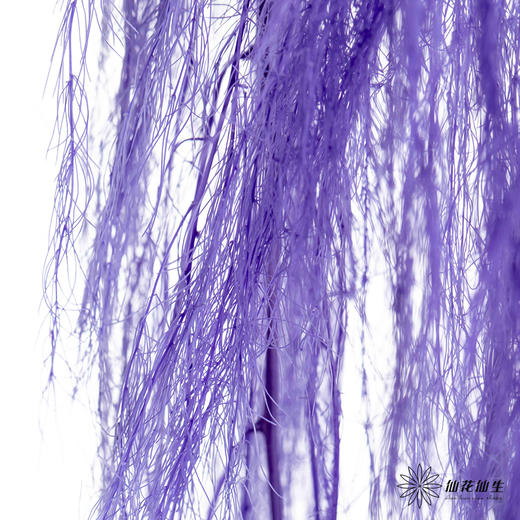 永生花材 | 龙须草紫色 商品图2
