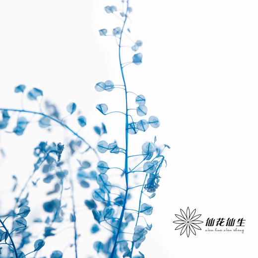 永生花材 | 翠扇宝石蓝 商品图3