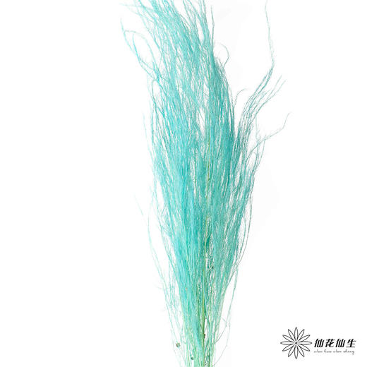 永生花材 | 龙须草蒂芙尼蓝 商品图0