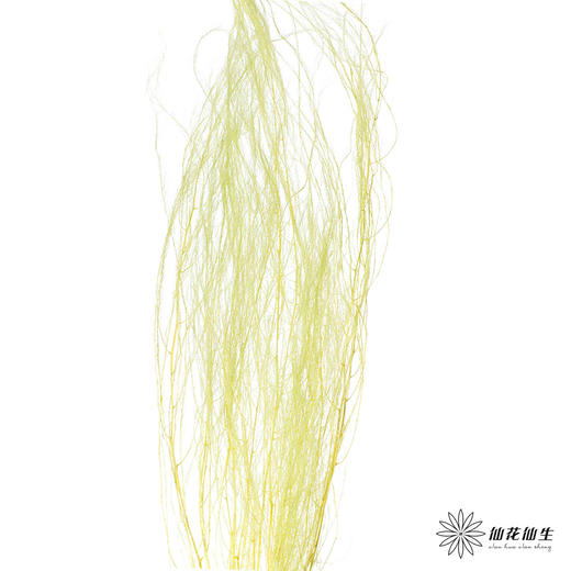 永生花材 | 龙须草青柠色 商品图0