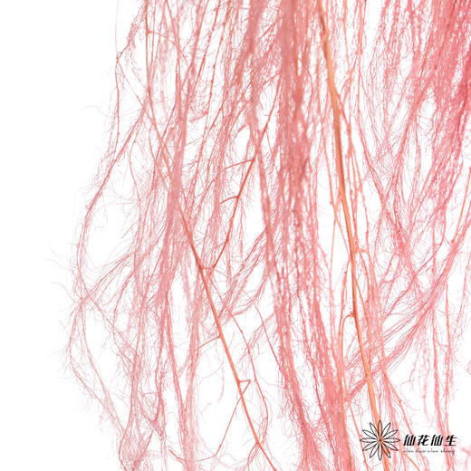 永生花材 | 龙须草樱花粉 商品图1