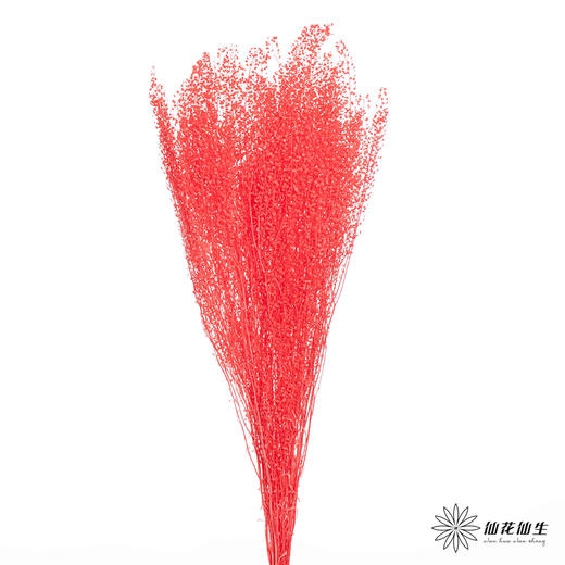 永生花材 | 翠扇红色 商品图0