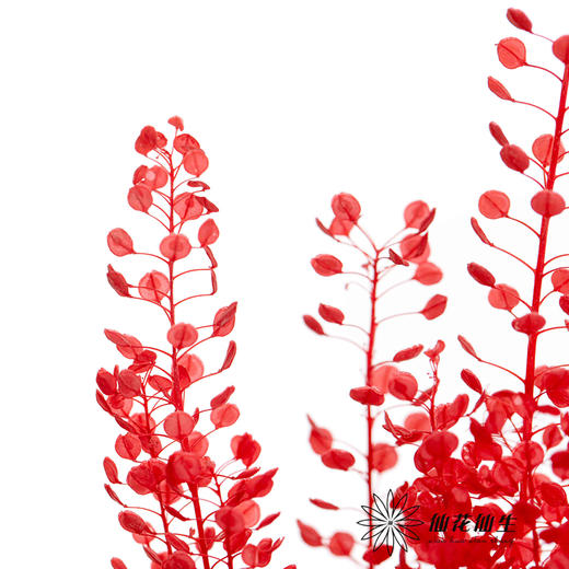永生花材 | 翠扇红色 商品图3