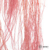 永生花材 | 龙须草樱花粉 商品缩略图2