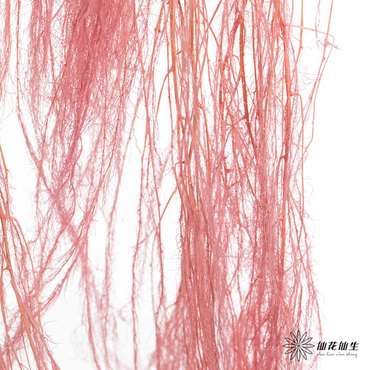 永生花材 | 龙须草樱花粉 商品图2