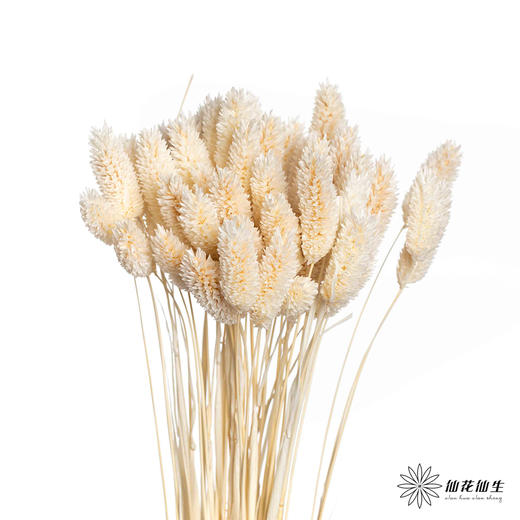 永生花材 | 小兔尾米白色 商品图2