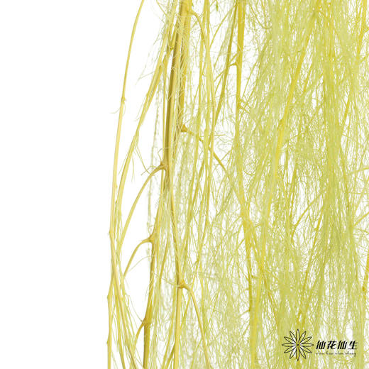 永生花材 | 龙须草青柠色 商品图2