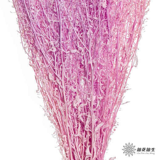永生花材 | 翠扇粉紫色 商品图3