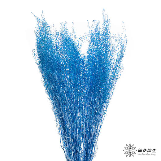 永生花材 | 翠扇宝石蓝 商品图2