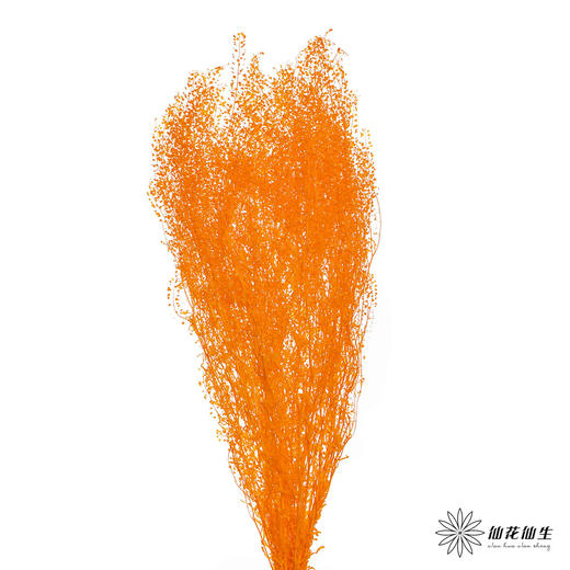 永生花材 | 翠扇三文鱼 商品图0