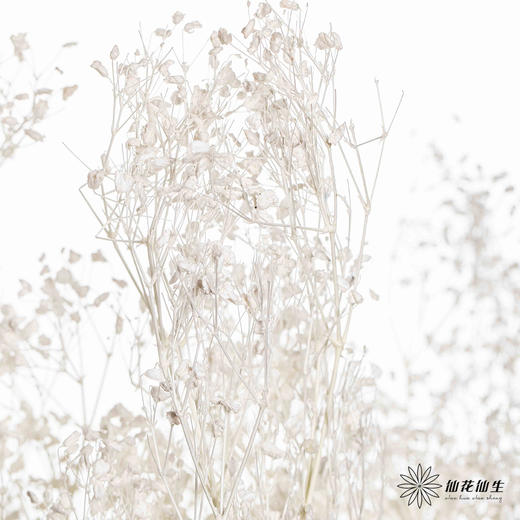 永生花材 | 翠扇白色 商品图1
