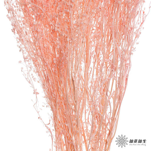 永生花材 | 翠扇樱花粉 商品图3