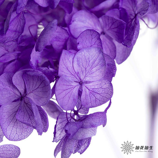 永生绣球 | 紫色 商品图1