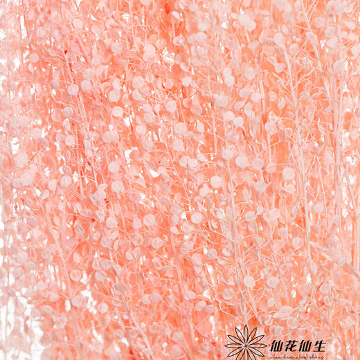 永生花材 | 翠扇樱花粉 商品图2