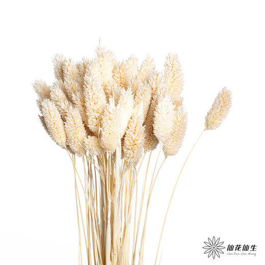 永生花材 | 小兔尾米白色 商品图0