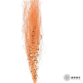 永生花材 | 龙须草橙色