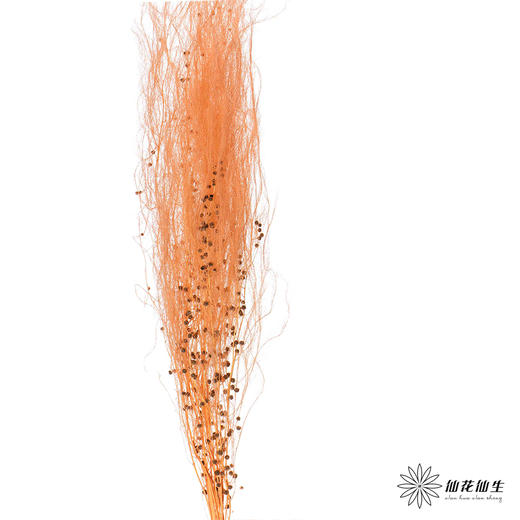 永生花材 | 龙须草橙色 商品图0