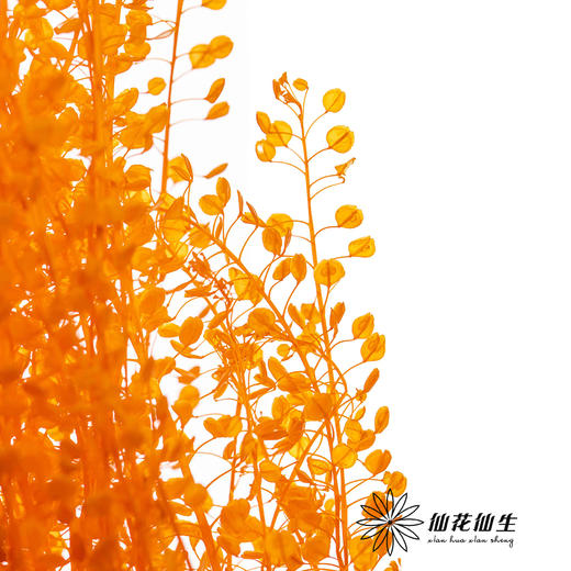 永生花材 | 翠扇三文鱼 商品图3